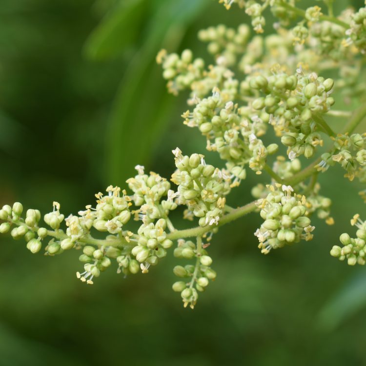 Rhus copallina