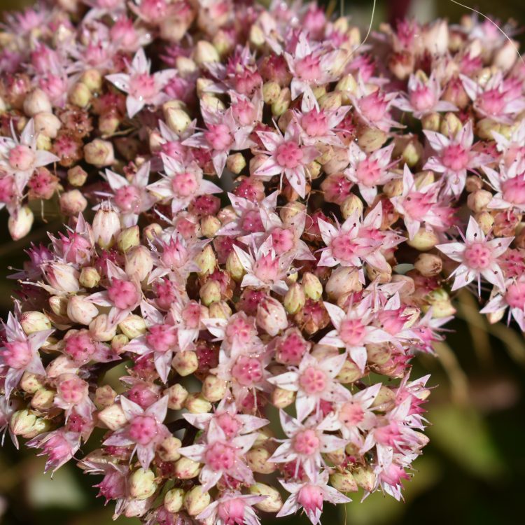 Sedum telephium ‘Matrona’