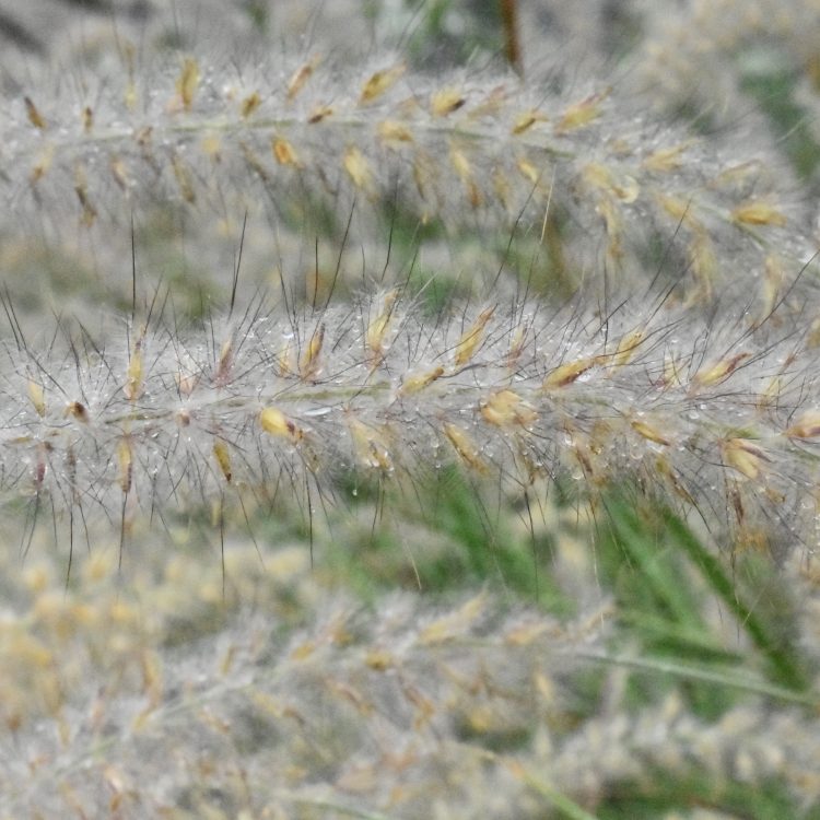 Cenchrus orientalis