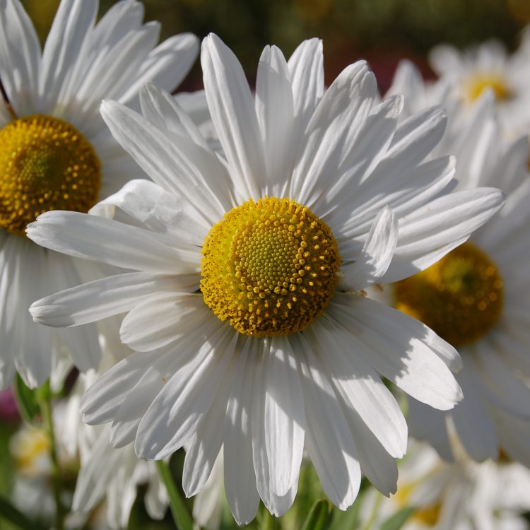 Leucanthemella serotina