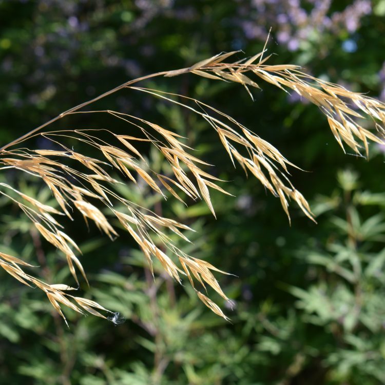 Celtica gigantea