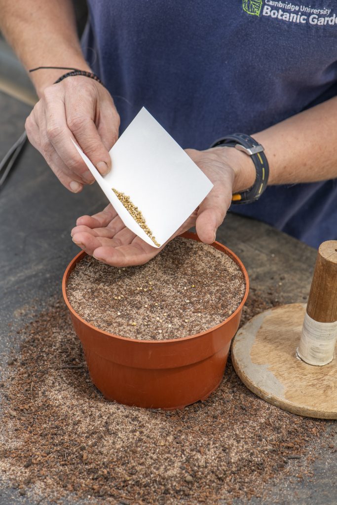Seed sewing
