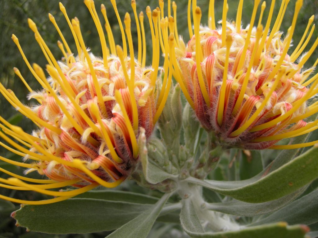 Protea
