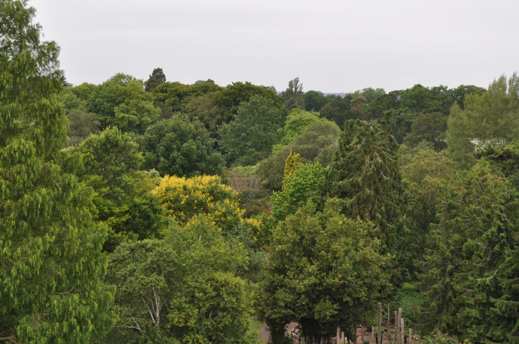 Heritage Trees at the garden.