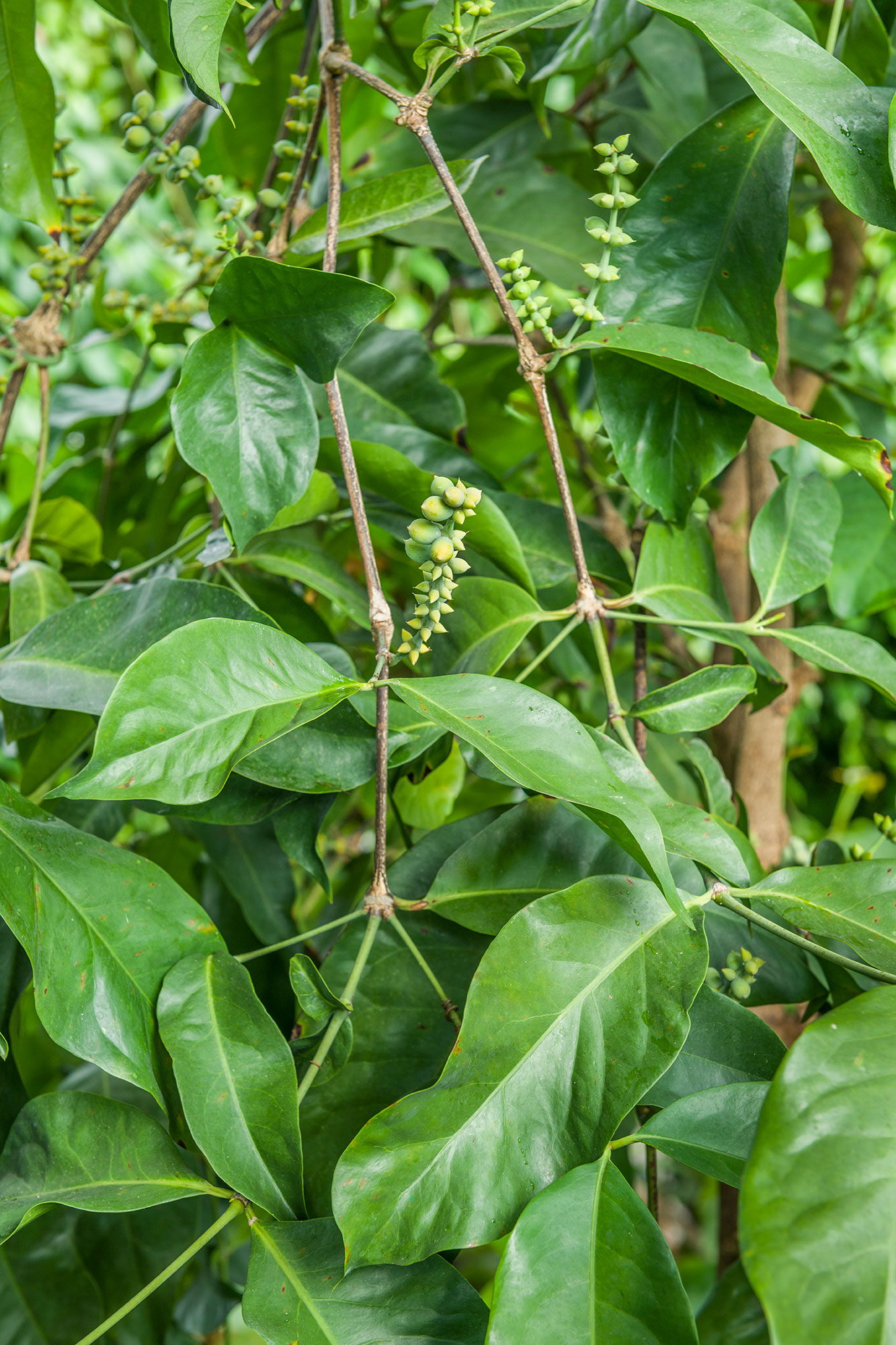 Gnetum-gnemon_19A4903 - Cambridge Botanic Garden