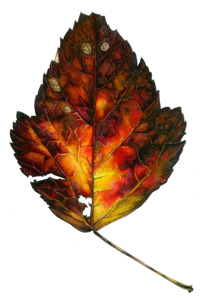 Painting autumn: Botanical illustration of leaves, fruits, nuts and seeds.