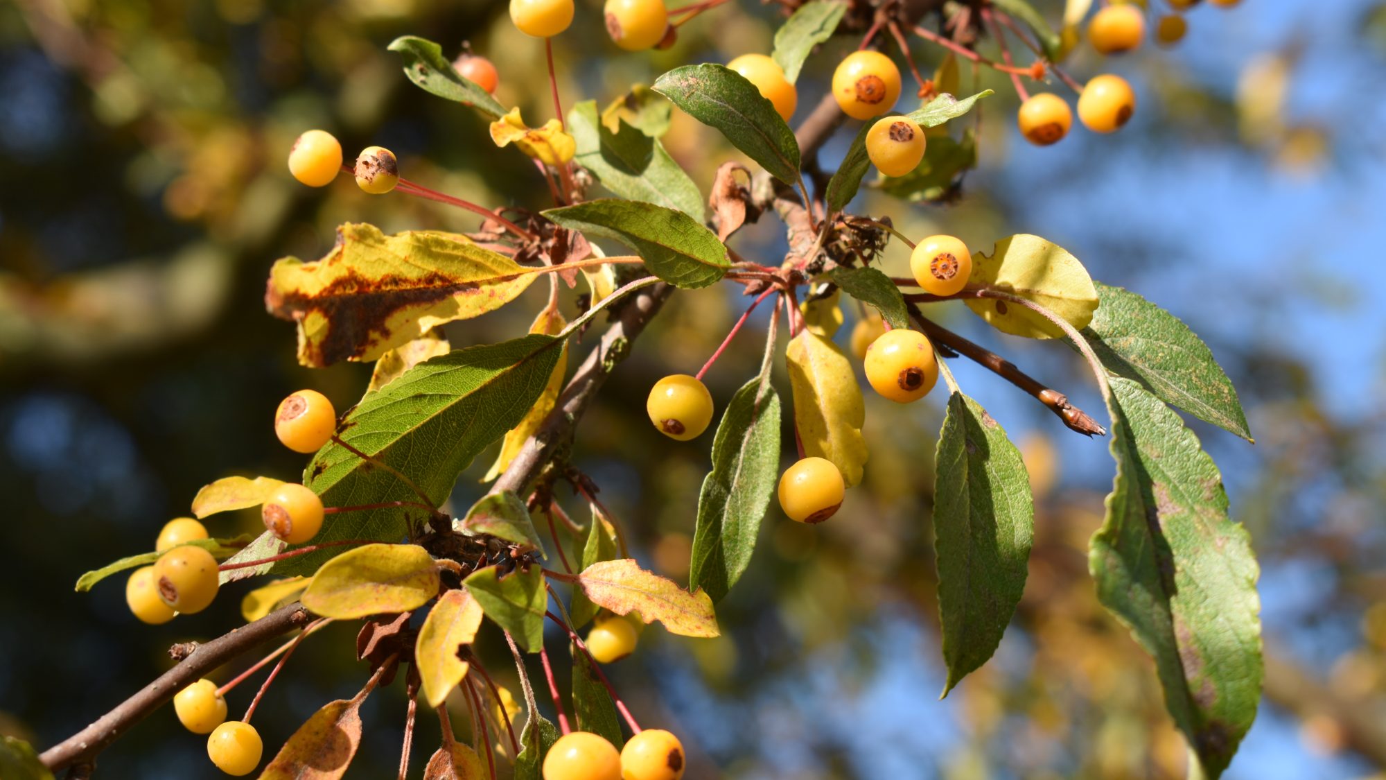 Cluster of small, yellow crab apples.