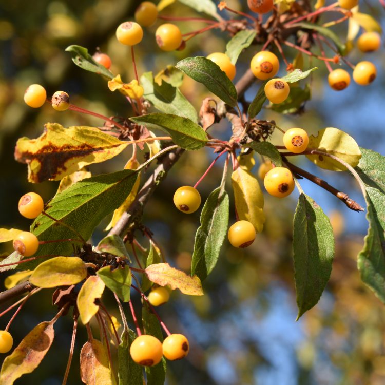 Malus transitoria