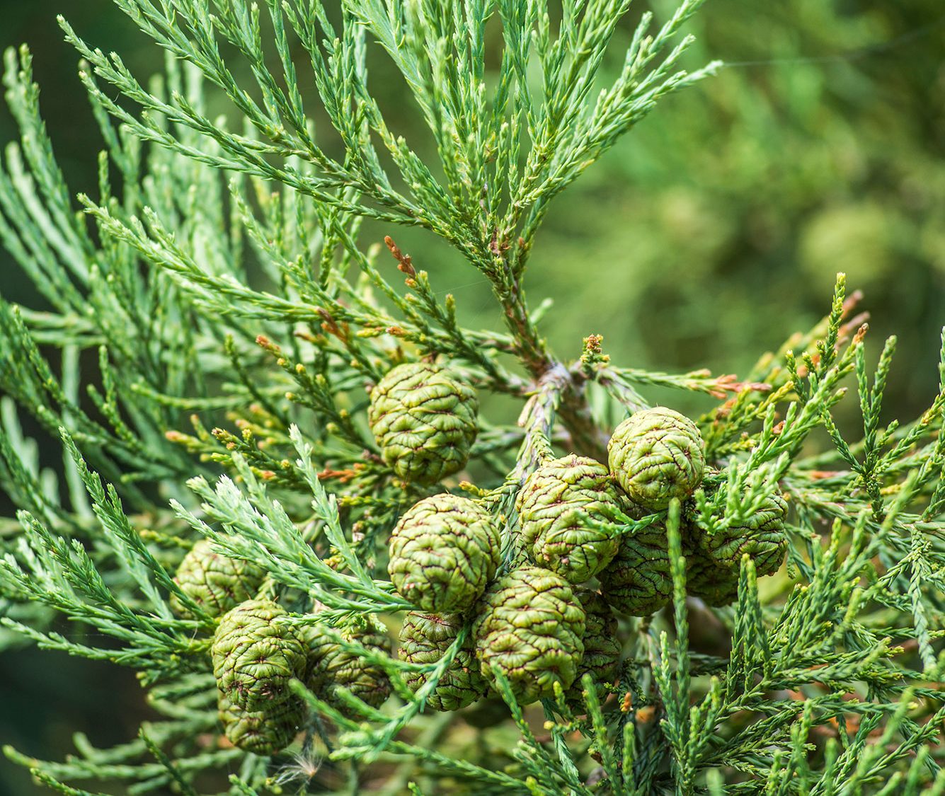 a photograph of Sequoiadendron giganteum