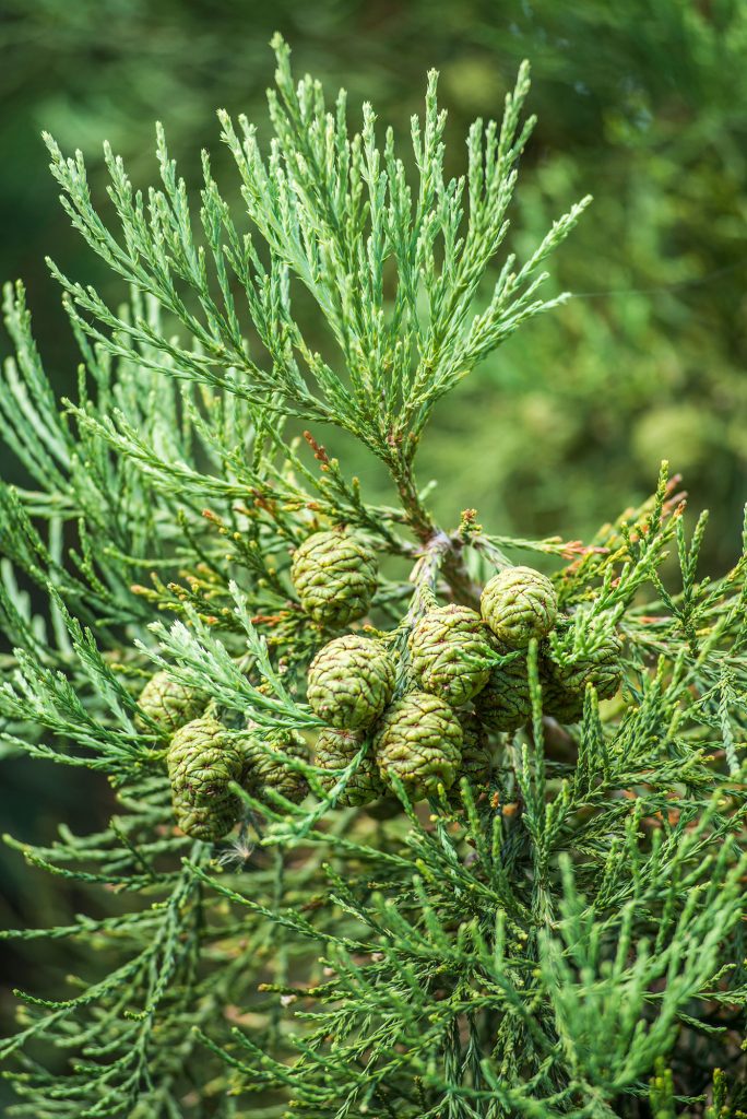 a photograph of Sequoiadendron giganteum