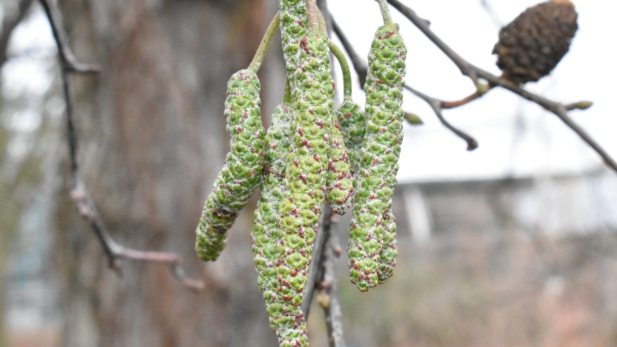 Alnus cordata