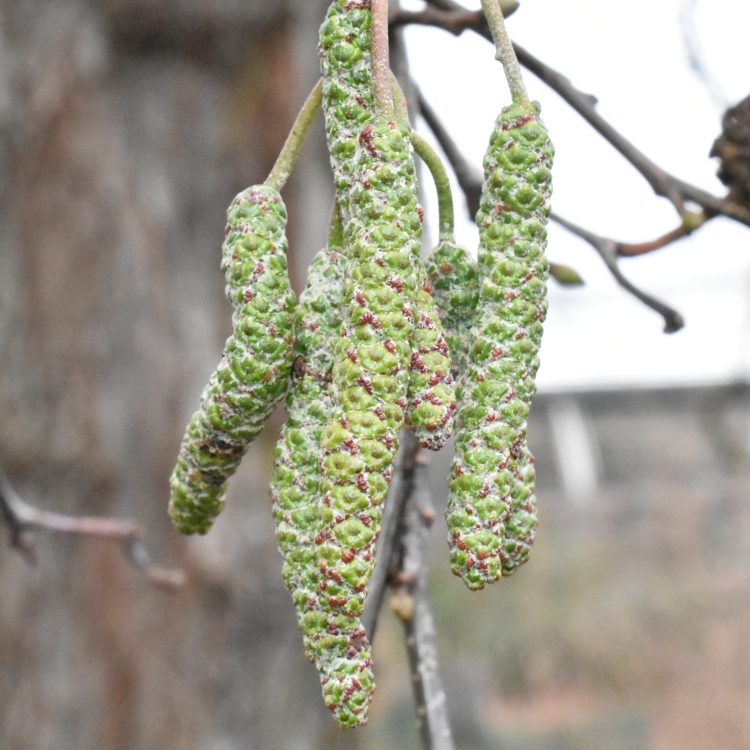 Alnus cordata