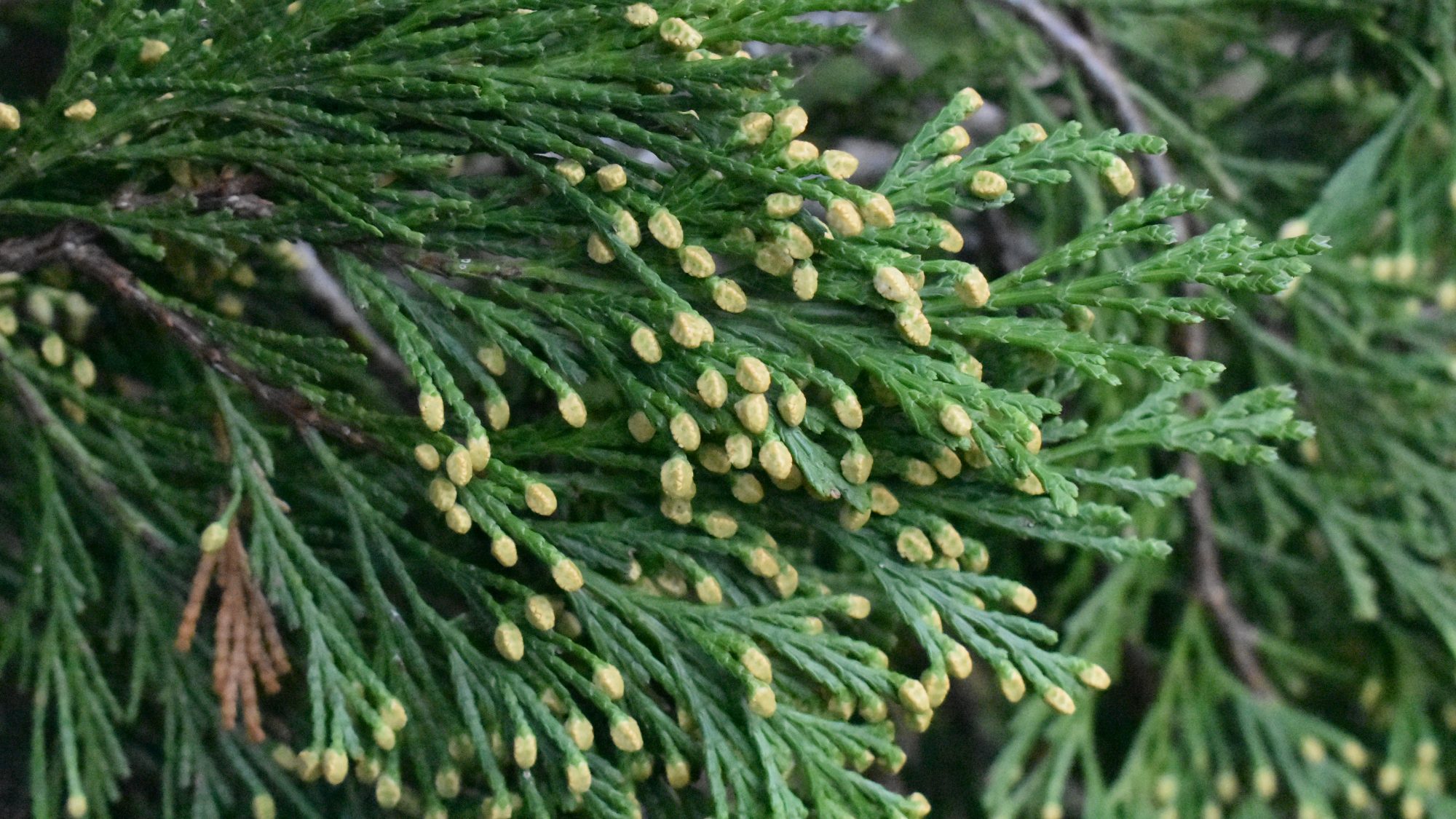 Fans of glossy, green foliage with cream tips.