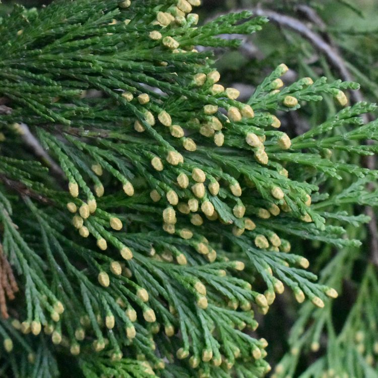 Calocedrus decurrens