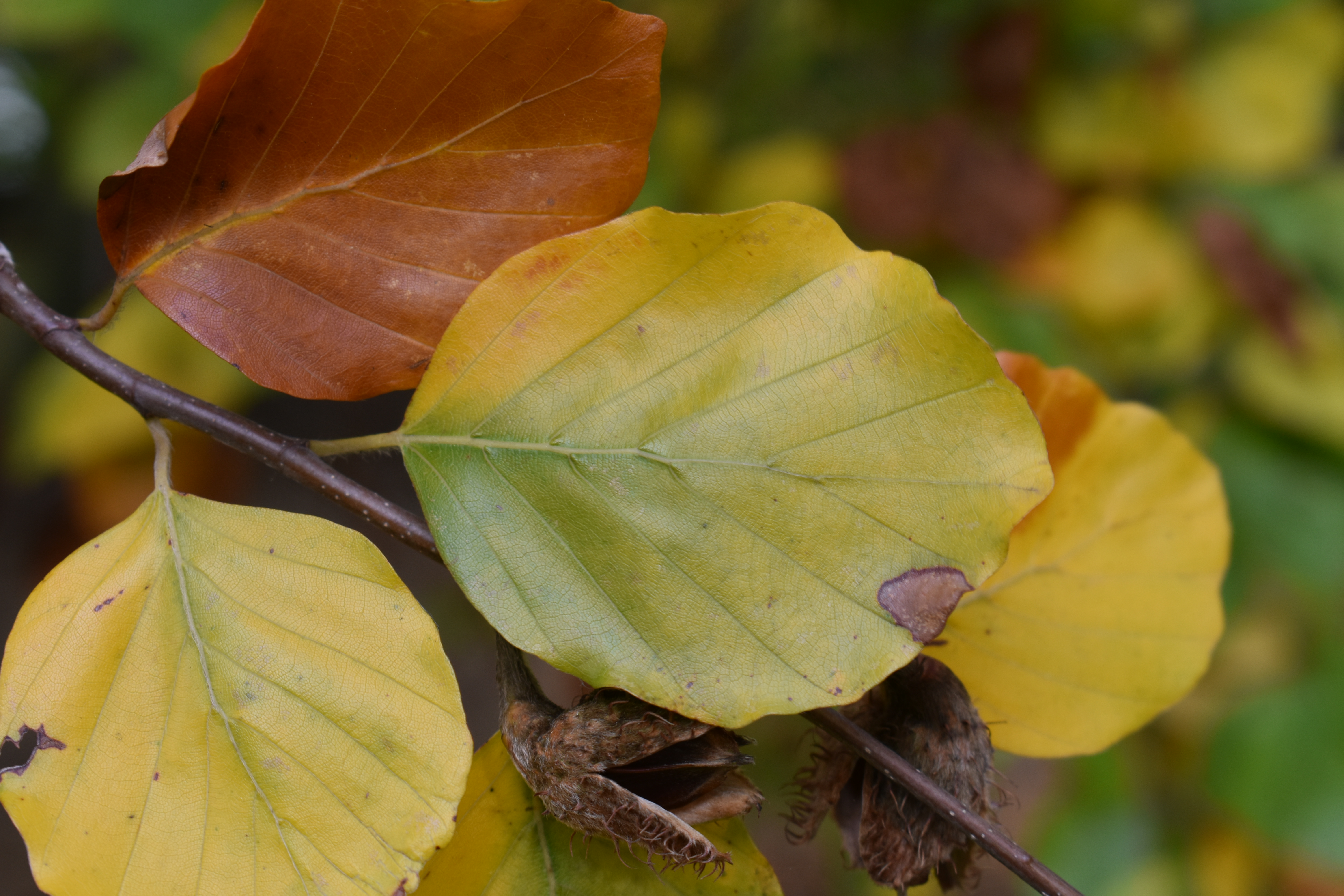 Fagus sylvatica 'Miltonensis' - Cambridge University Botanic Garden