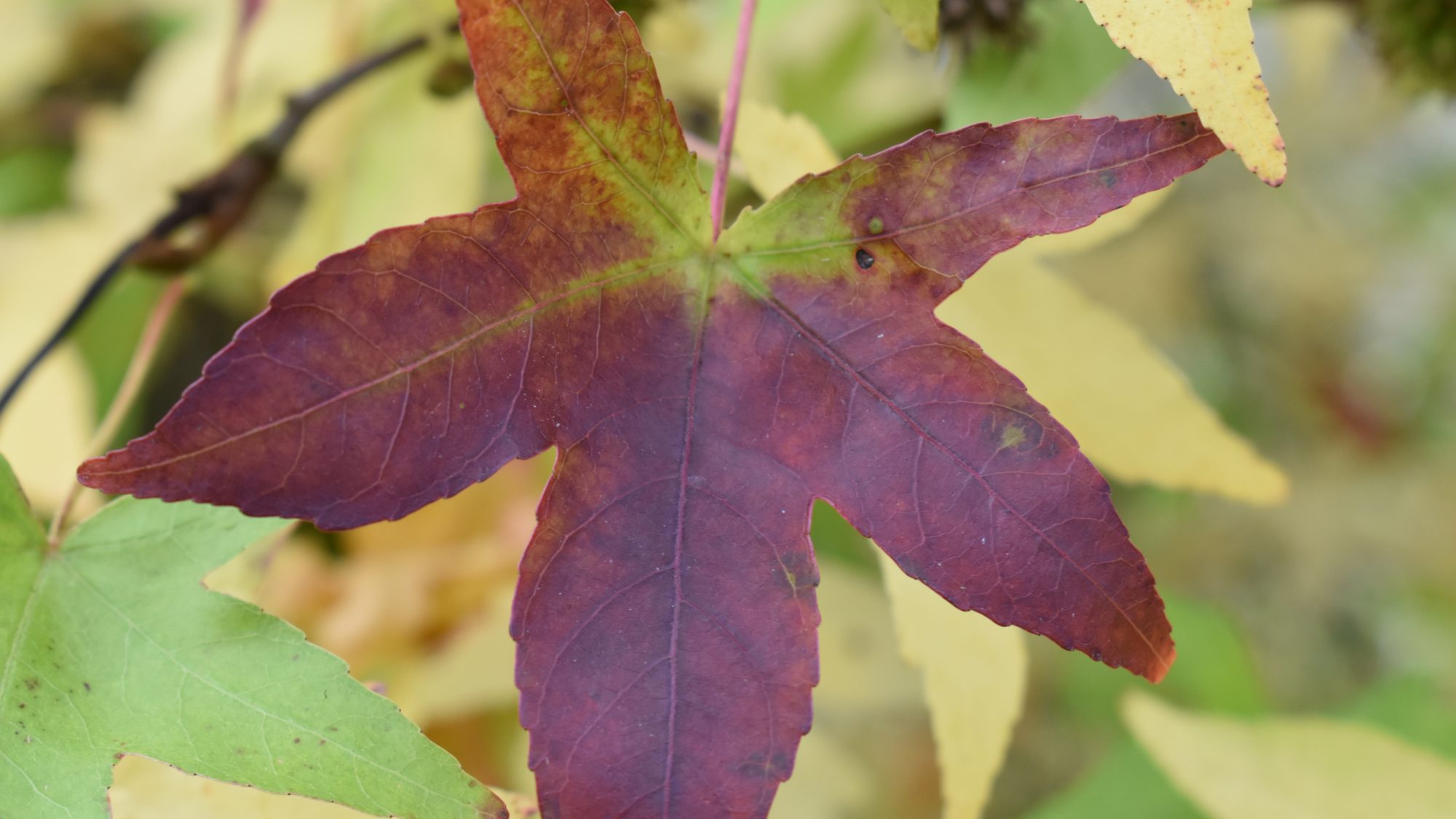 Deep red, five-lobed leaf.