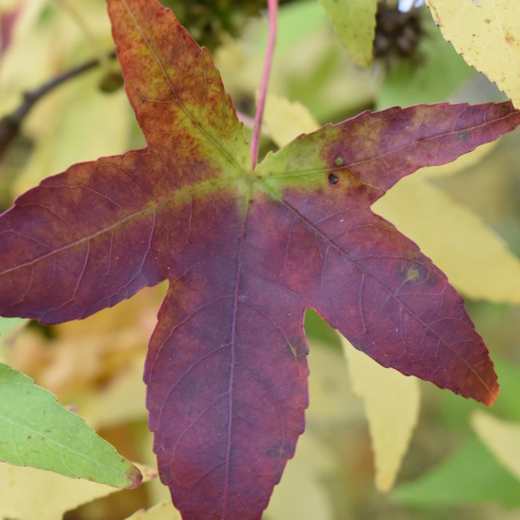 Liquidambar orientalis