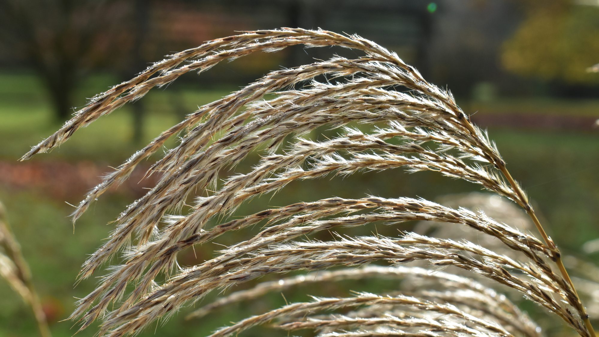 Miscanthus sinensis