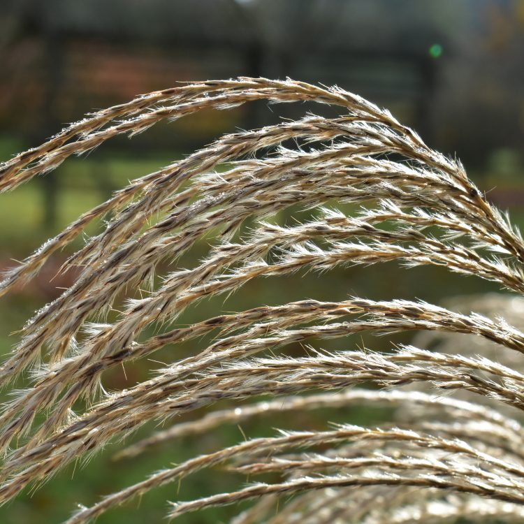 Miscanthus sinensis