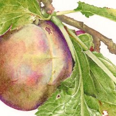 A painting of a plumb.
