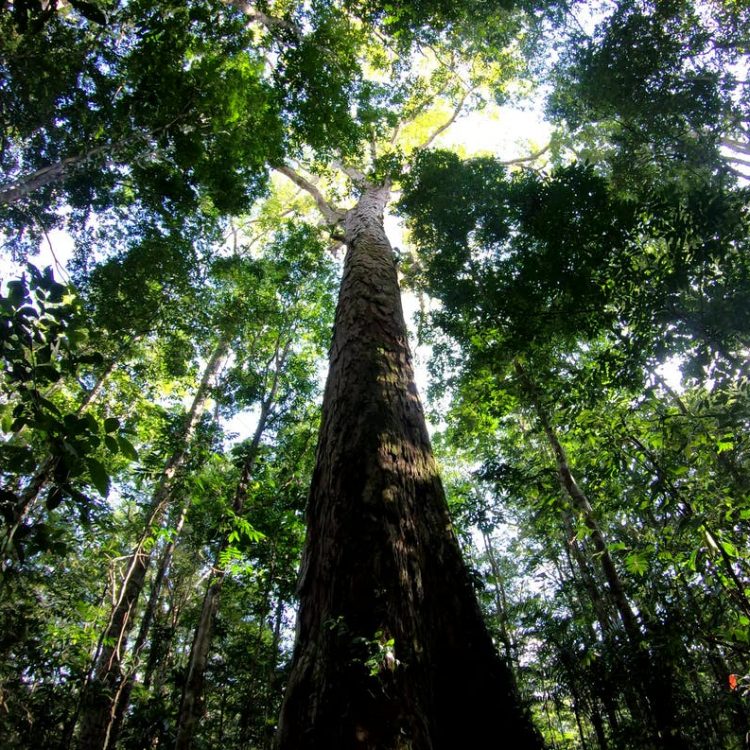 Plant Science Video Library: Recent research from Cambridge University