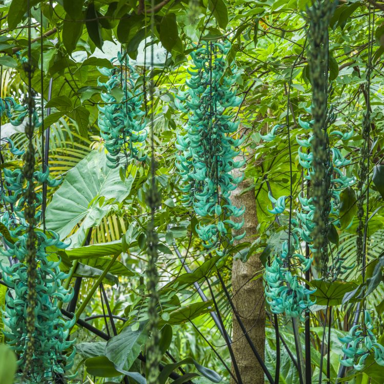 Horticulture: Garden Tours