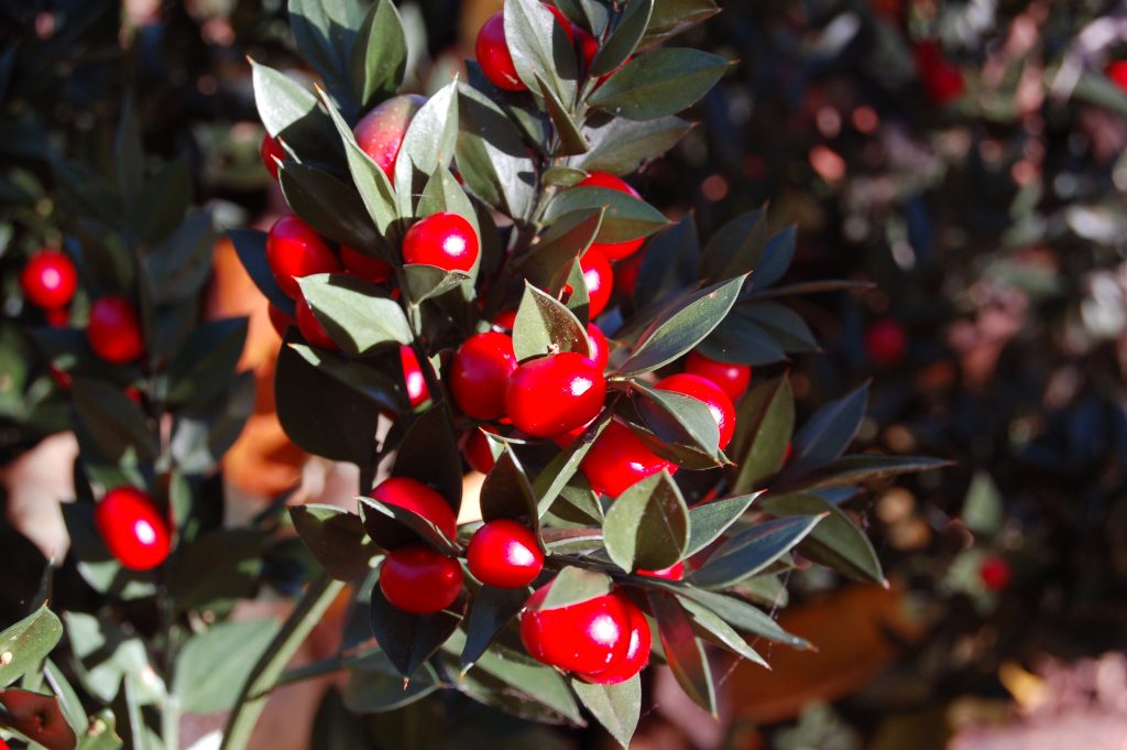 Ruscus aculeatus - Cambridge University Botanic Garden