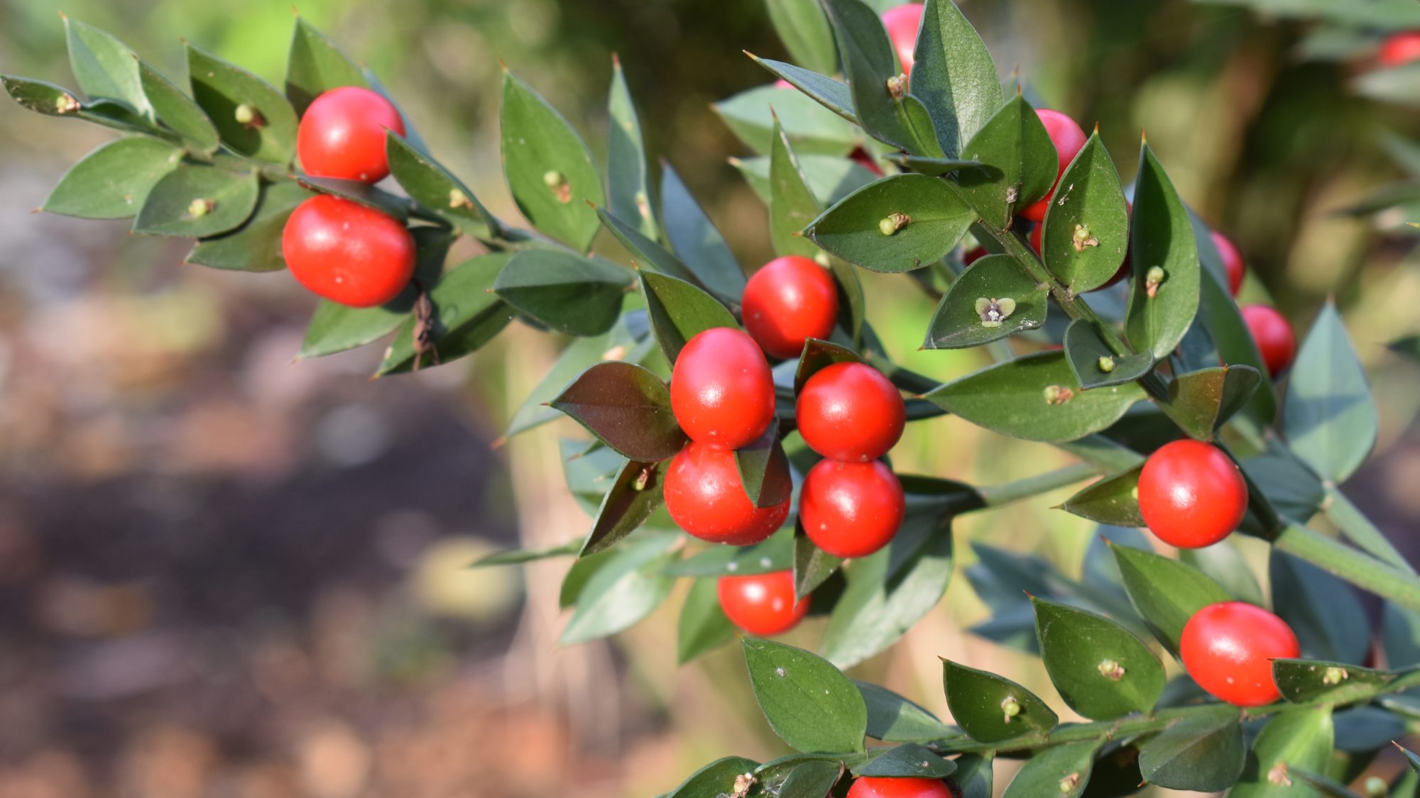Glossy red berries amongst spined evergreen leaves.