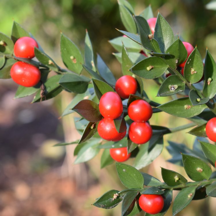Ruscus aculeatus