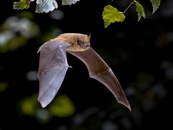 Flying Pipistrelle bat in natural forest background