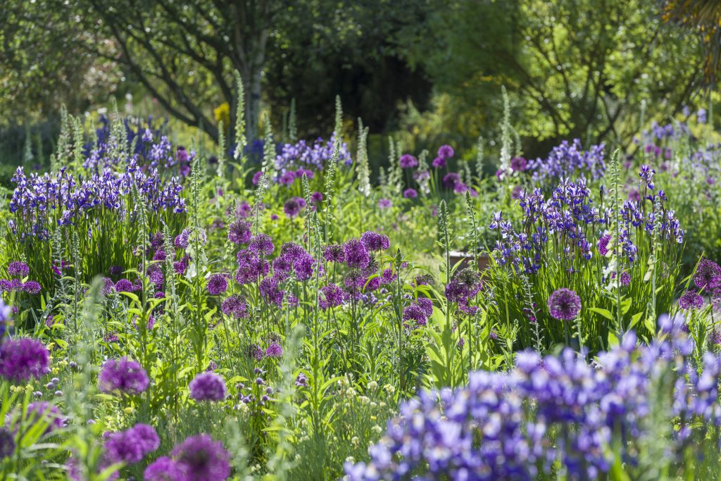 Close up of the Bee Borders, with warm and cool purple flowers on tall stems.