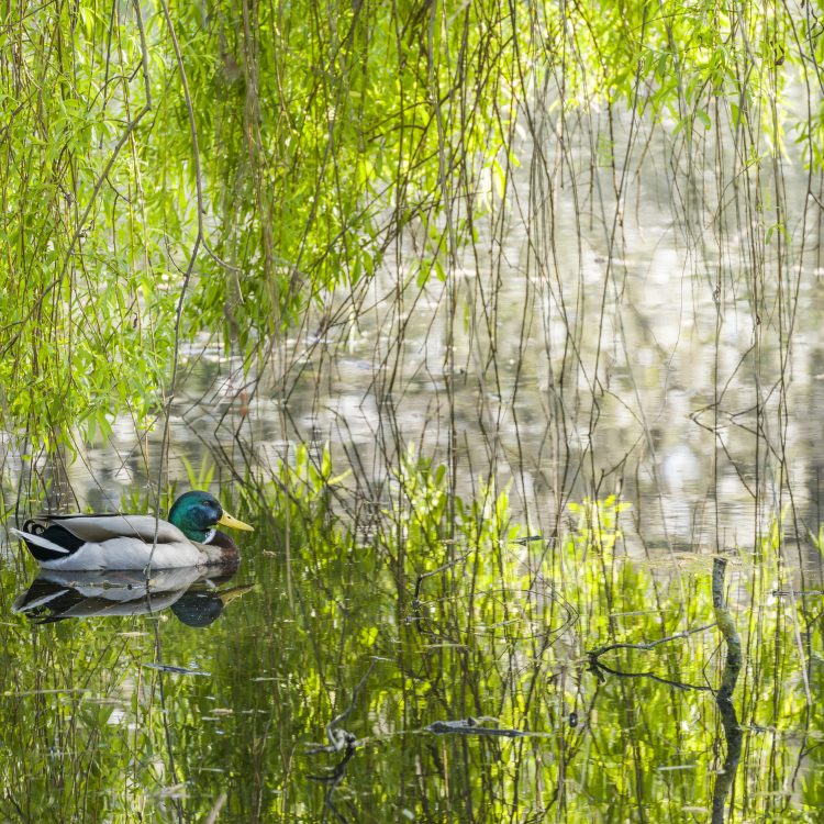 How to enjoy the Garden while it is closed