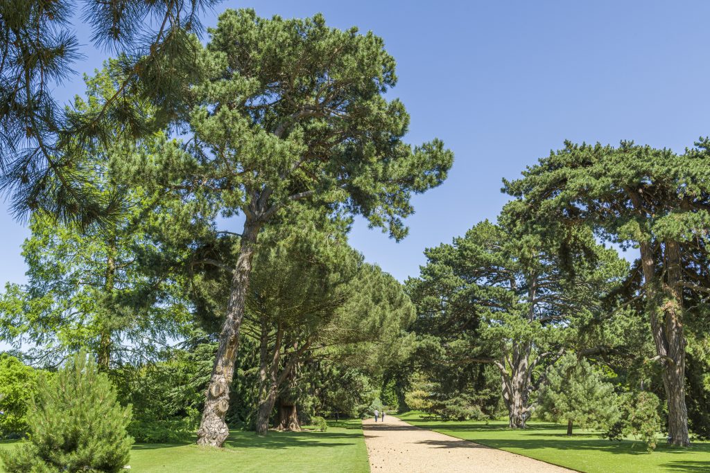 The Main Walk, designed in the 1840s, the wide gravel path is flanked by majestic, coniferous trees.