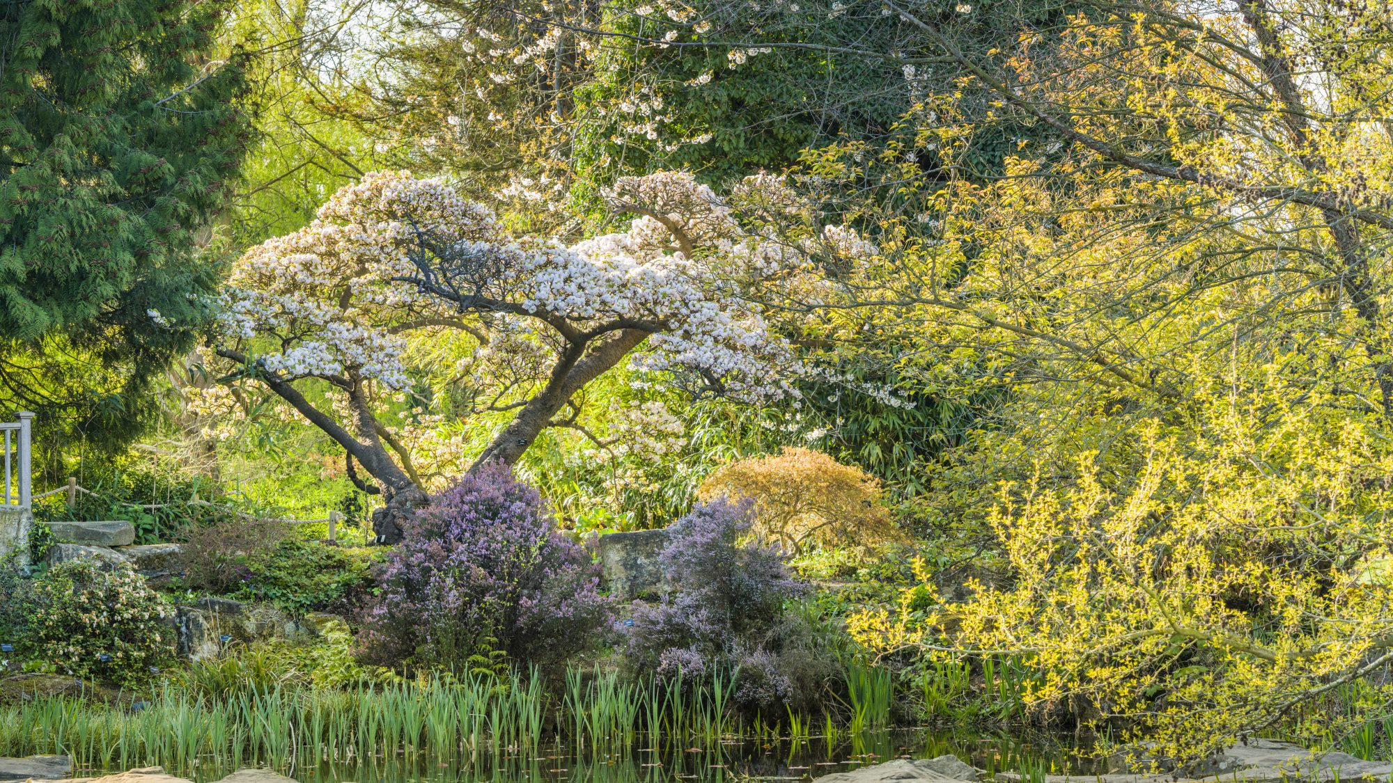 Purchase tickets for Cambridge University Botanic Garden Cambridge