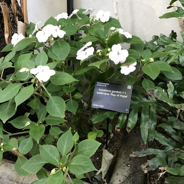 Plant Conservation: Stories of Hope