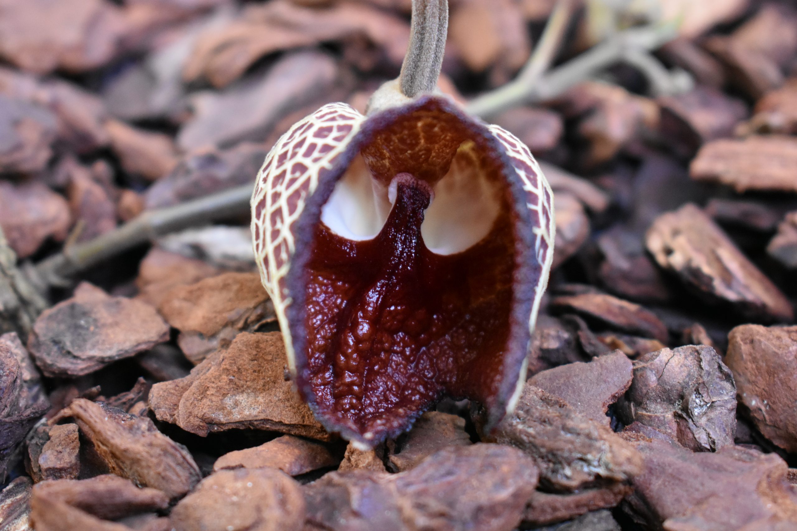Aristolochia salvadorensis - Cambridge University Botanic Garden