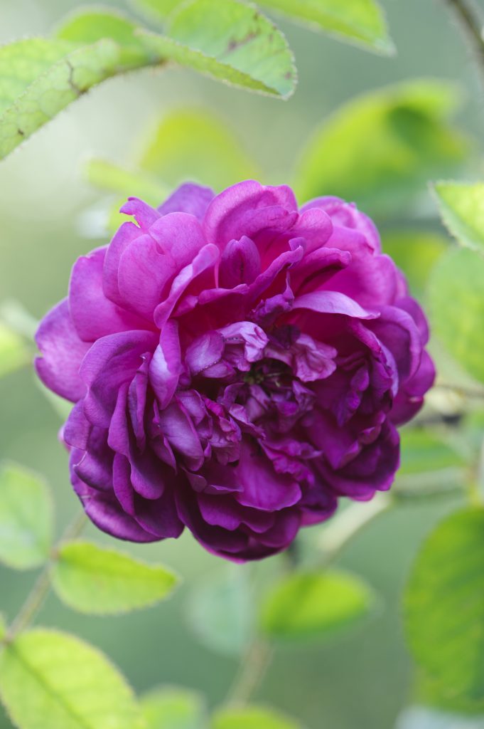 Rosa Mme de la Roche-Lambert