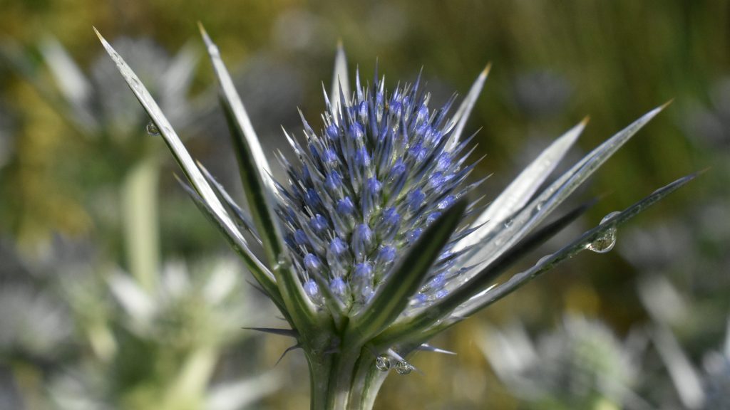 Eryngium bourgatii Cambridge University Botanic Garden