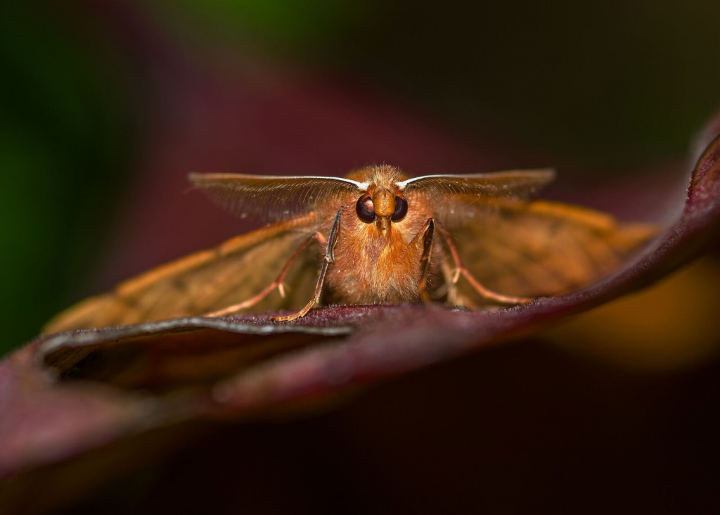 A Feathered Thorn moth, photo Wahaj Mahmood