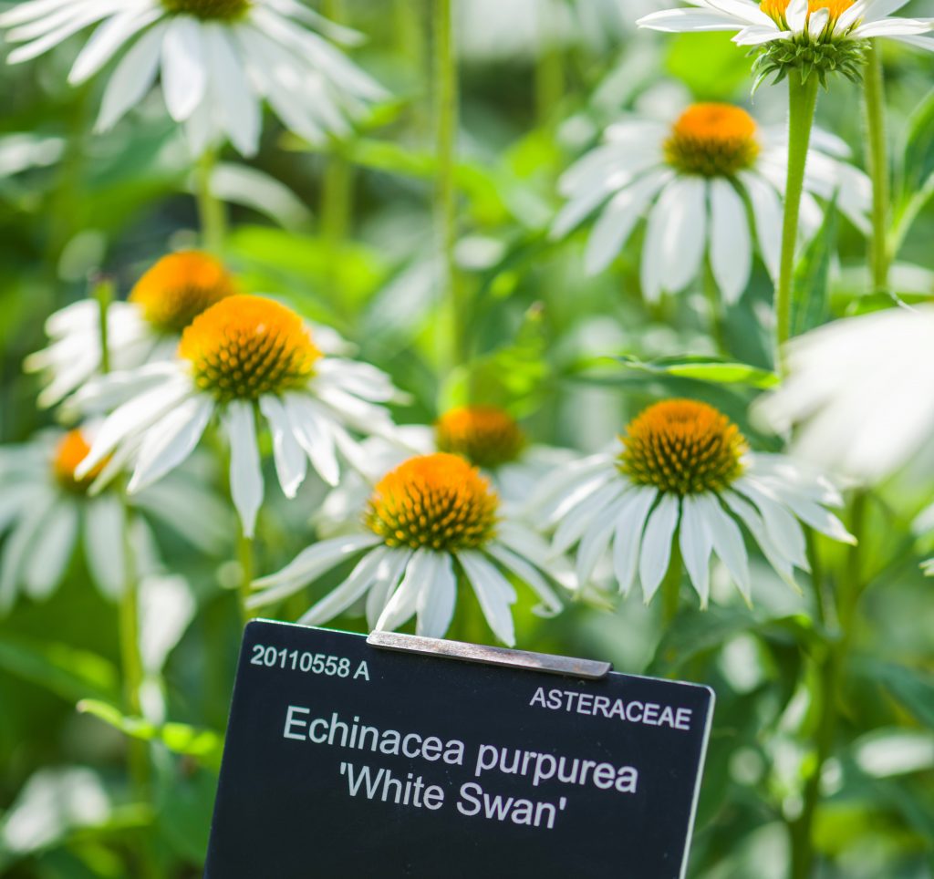 a photograph of a plant label of Echinacea purpurea