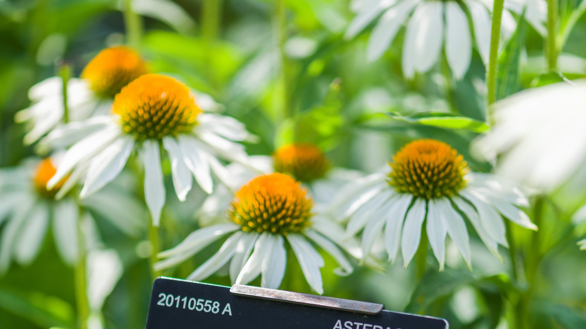 a photograph of a plant label of Echinacea purpurea