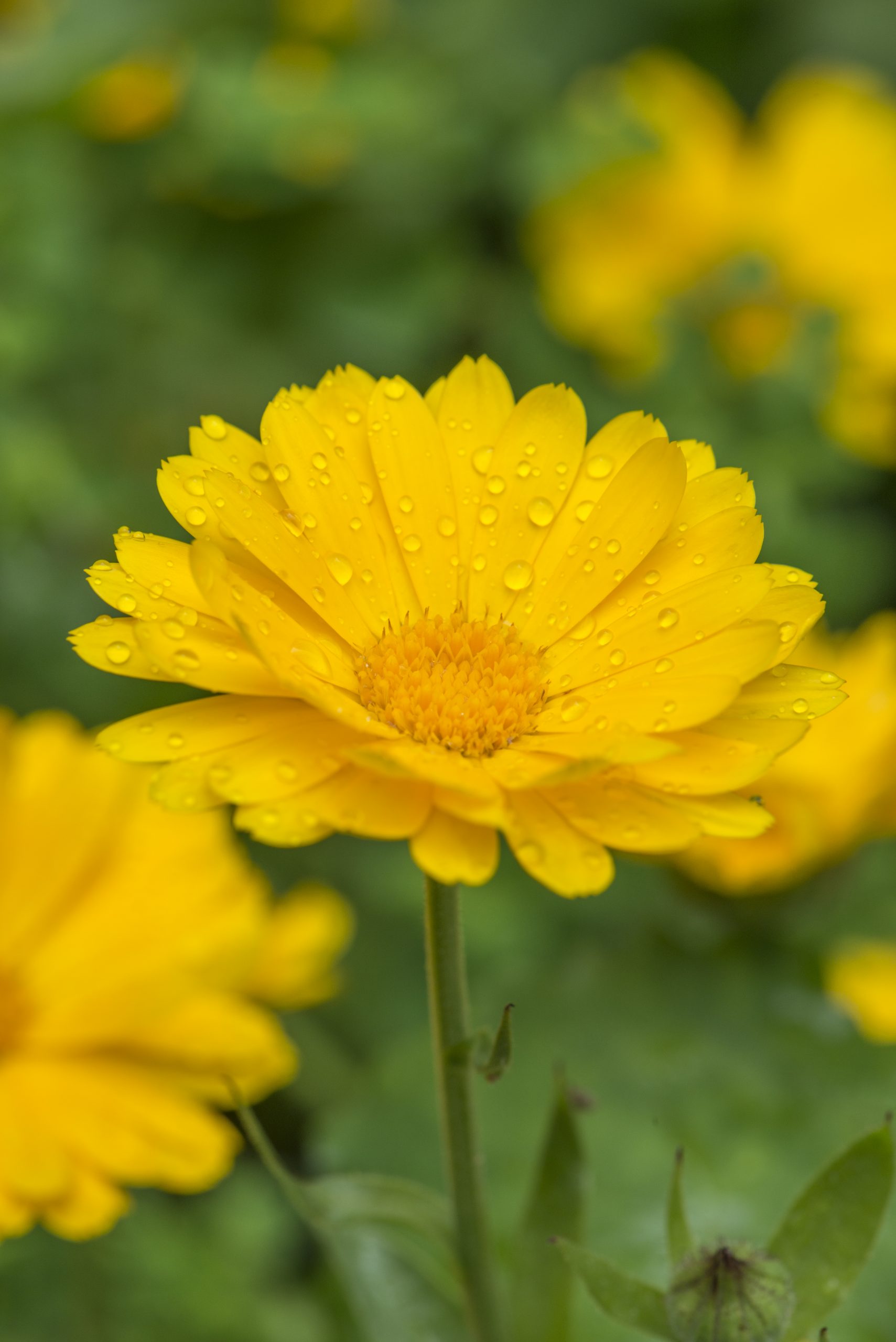 Calendula officinalis intro !5511570 Cambridge Botanic Garden