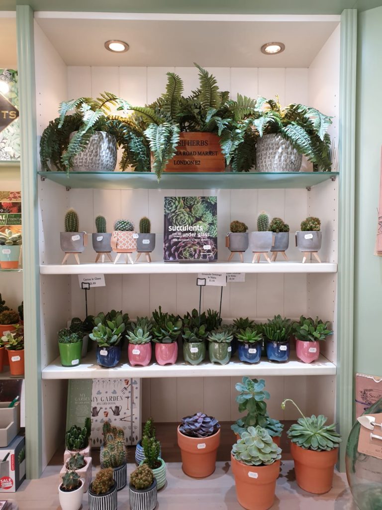 A display of small succulents in colourful pots, and books.