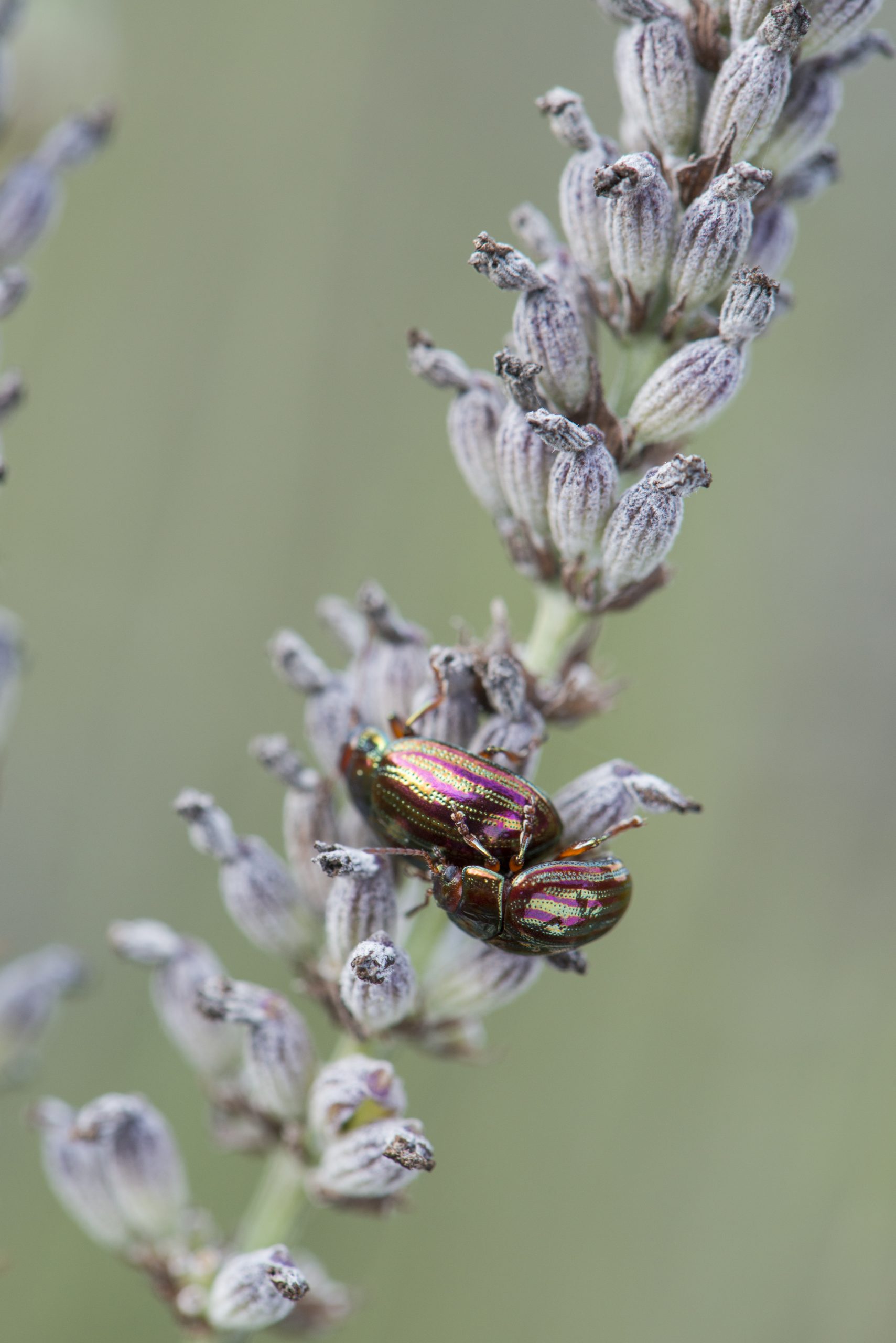 Rosemary beetle (Chrysolina americana) on lavender Cambridge Botanic