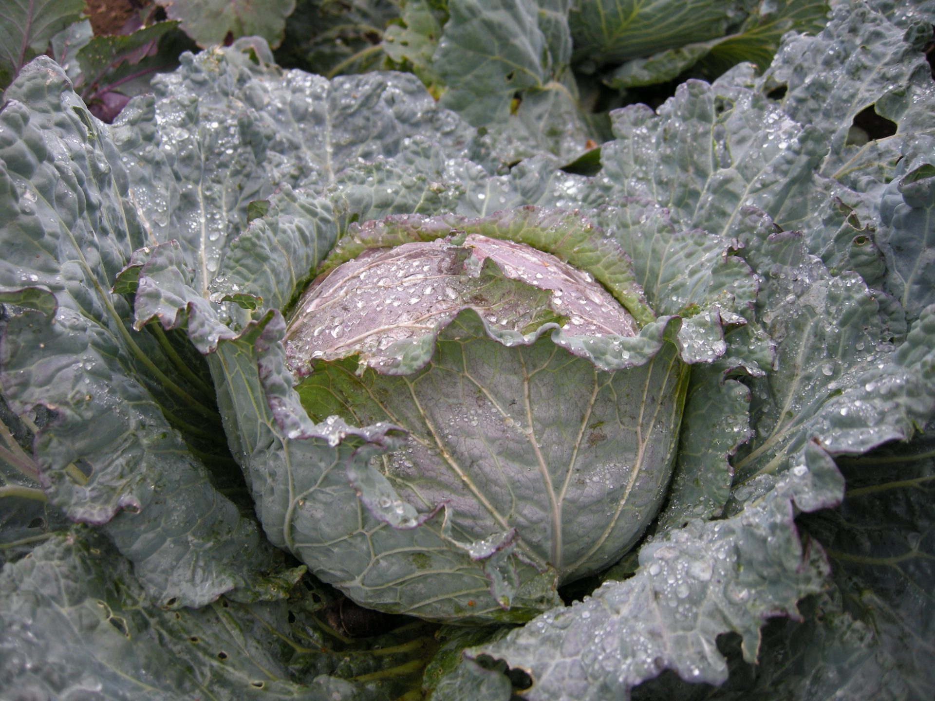 Wild Cabbage (Brassica oleracea) Cambridge University Botanic Garden