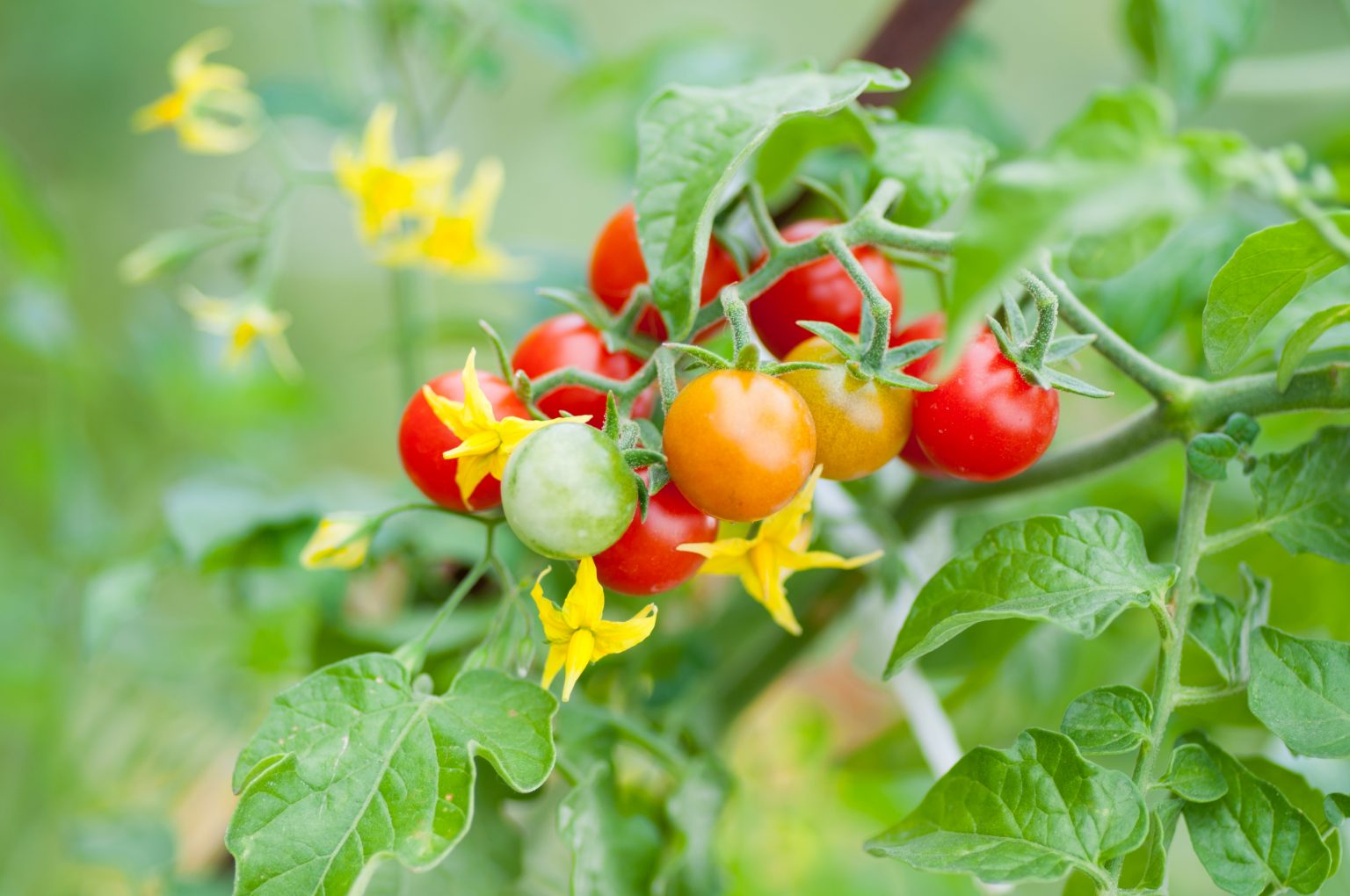 Tomato (Solanum lycopersicum) - Cambridge University Botanic Garden