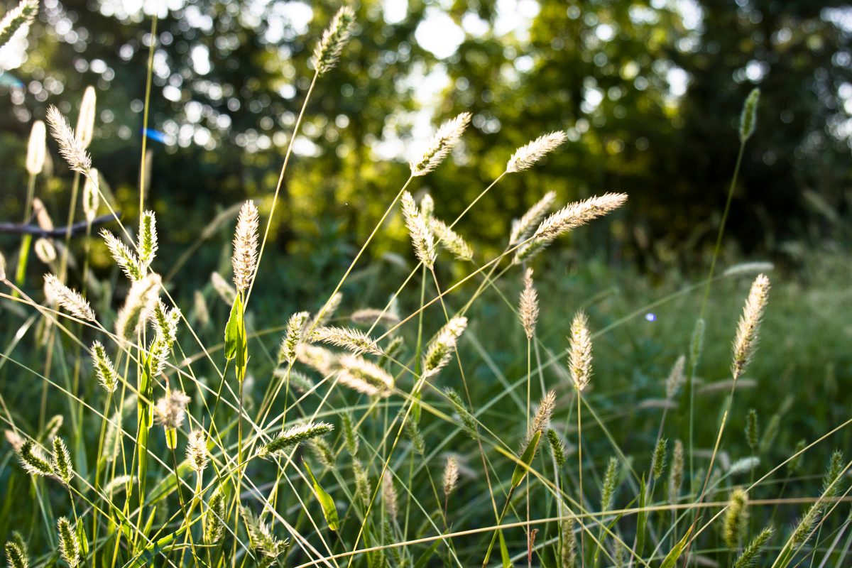Sweet Vernal Grass (Anthoxanthum odoratum) Cambridge University