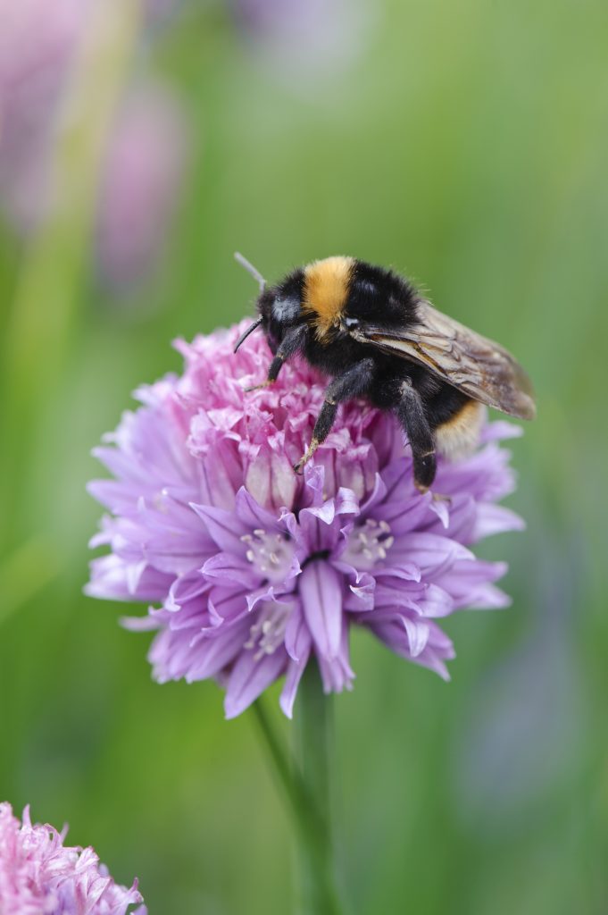 bumble bee on allium flower