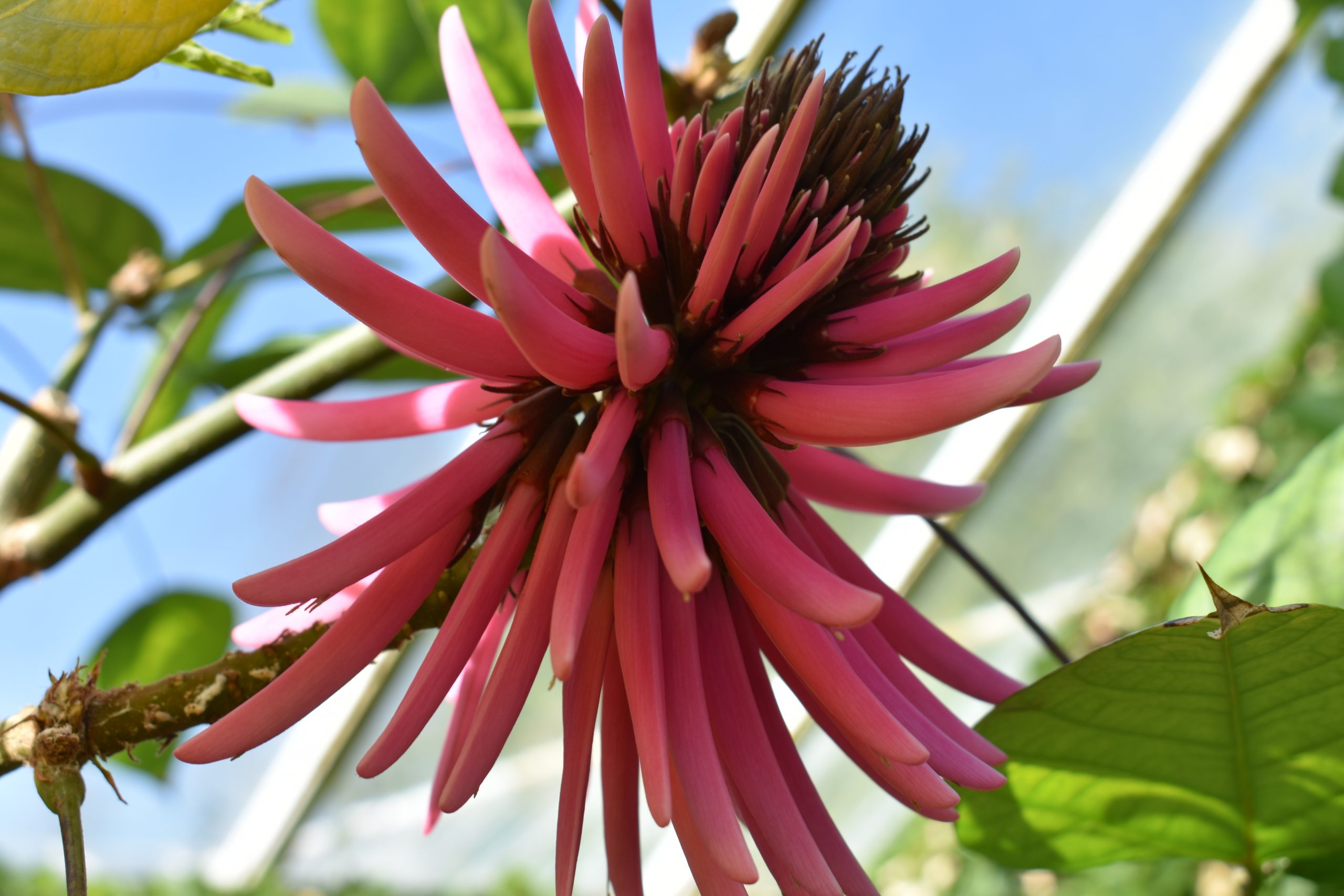 Erythrina americana - Cambridge University Botanic Garden