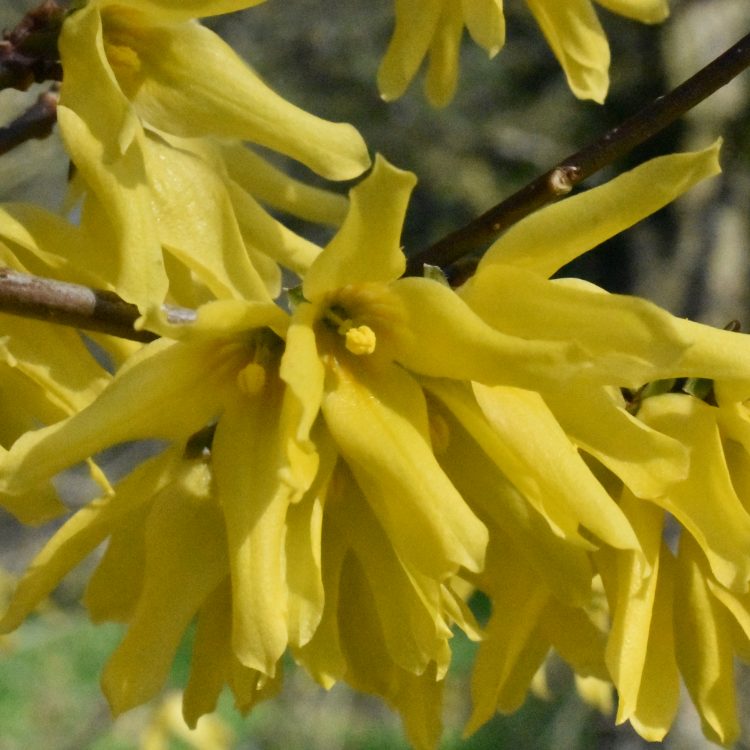 Forsythia giraldiana